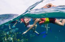 Snorkel Tour and Glass-Bottom Boat Ride in Cabo San Lucas