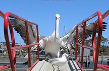 Kalgan Queen Scenic Cruises a four hour sheltered water wildlife tour daily fun.