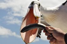 Kalgan Queen Scenic Cruises a four hour sheltered water wildlife tour daily fun.