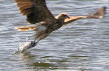 Kalgan Queen Scenic Cruises a four hour sheltered water wildlife tour daily fun.