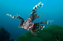 Try Dive in Blue Lagoon, Bali