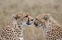 5 Days Safari Experience, 2 Nights Amboseli and 2 Nights Maasai Mara