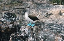 6-Day Galapagos Superior Adventure (Tourist Superior Class)