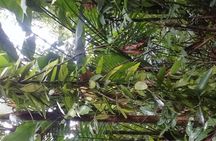 Rain forest and Bird watching