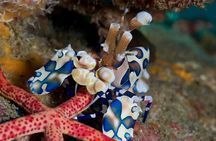 Learn to dive in 2 days Scuba Diver course