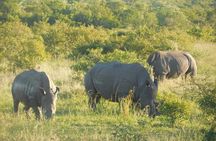 Full-Day Kruger Park Safari from Nelspruit, Whiteriver or Hazyview