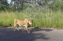 Full-Day Kruger Park Safari from Nelspruit, Whiteriver or Hazyview