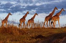 3 days Masai Mara private safari in AA lodge