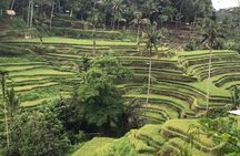 Ubud Private Tour - Best Of Ubud - All Inclusive