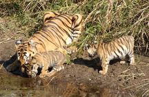 Adventures Ranthambore Wildlife Safari Tour from Delhi with Safari Rides