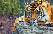 Adventures Ranthambore Wildlife Safari Tour from Delhi with Safari Rides