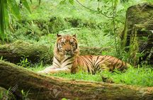 Private Taj Mahal & Ranthambore Wildlife Safari Tour from Delhi