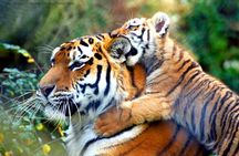 From Delhi: Golden Triangle with Tiger Safari Private Tour
