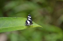 Mindo Cloud Forest & Adventure Tour 