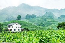 Authentic Hangzhou Longjing Tea Culture Experience Tour 