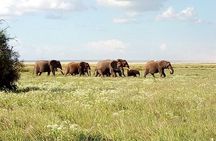 3 Day Maasai Mara & Migration safari