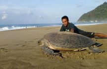 Sukamade Adventure -Turtle Beach Tour