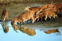 All Inclusive Private day tour to Wipattu National Park From Negombo