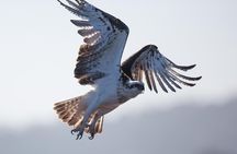 Albany Wildlife and Scenic Cruise