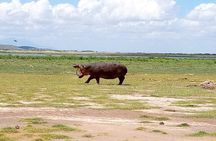 Kenya safari: Maasai Mara, Naivasha, Nakuru & Amboseli Safari