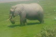 Tsavo East & west, Amboseli 5days from Mombasa
