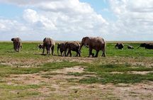 4-Day Safari: Lake Manyara, Serengeti & Ngorongoro 