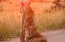 4 days Kruger Park Big 5 Safari and Awesome Panorama Route