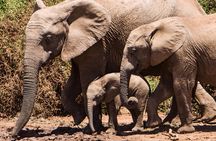 4 days Kruger Park Big 5 Safari and Awesome Panorama Route