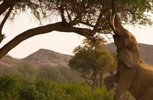 Chobe Day Trip Starting From Victoria Falls