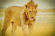  3 Days 2 Nights Group Joining Serengeti and Ngorogoro Safari