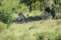 Port Elizabeth Shore Excursion: Addo Elephant Full Day Safari &"Braai"Lunch(BBQ)