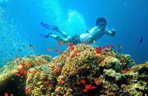 Bali Menjangan Island Snorkeling Day Tour