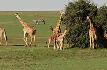 7 days itinerary touring Masai Mara, Nakuru, Amboseli, both Tsavo ending Mombasa
