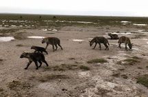 7 days itinerary touring Masai Mara, Nakuru, Amboseli, both Tsavo ending Mombasa