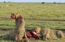 7 days itinerary touring Masai Mara, Nakuru, Amboseli, both Tsavo ending Mombasa