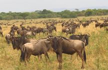8 Days Safari to Amboseli, Great Rift Valley Lakes & Masai Mara