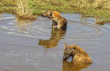 8 Days Safari to Amboseli, Great Rift Valley Lakes & Masai Mara