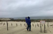 From Vilnius: Private Tour to Curonian Spit national park