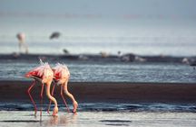 Highlights of Walvis Bay Guided 1/2 Day Tour (shore excursion)