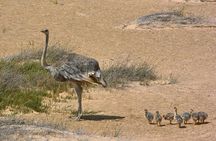 Sandwich Harbour Half-Day 4x4 Tour (5 hours) from Walvis Bay