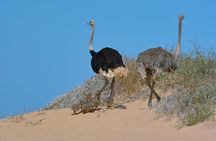 Sandwich Harbour Half-Day 4x4 Tour (5 hours) from Walvis Bay