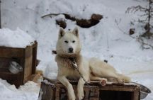 Dogsled Adventure in Mont-Tremblant