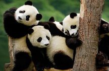 Private Everland Theme Park tour