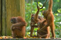 Labuk Proboscis, Sepilok, Sun Bear, Sandakan City Tour & Lunch