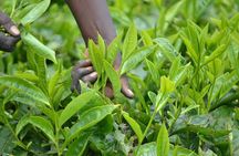 Excursion to Kiambethu Tea Farm