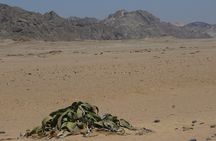 Pelgrim Tours - Moon Landscape & Welwitschia Mirabilis Tour