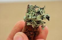 Pelgrim Tours - Moon Landscape & Welwitschia Mirabilis Tour
