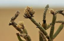 Pelgrim Tours - Moon Landscape & Welwitschia Mirabilis Tour