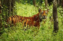 3-Day Chitwan Jungle Safari Tour from Kathmandu
