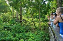 Sepilok Orang Utan & Bornean Sun Bear Centre with Sandakan City Tour with Lunch